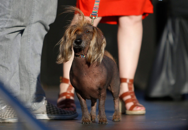 6. Isaboo, một giống chó không lông Chinese Crested
